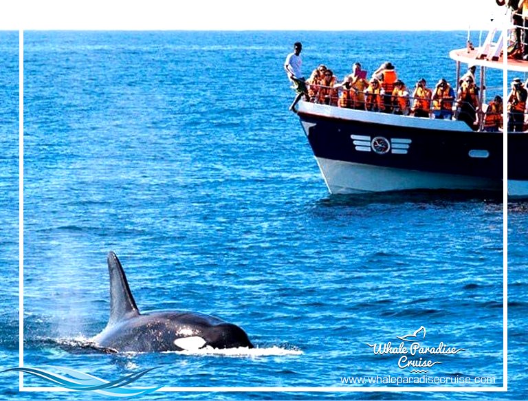 whale watching mirissa